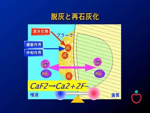 歯の表面では、常に脱灰（歯が解ける）と再石灰化（歯が固まる）が起きています。フッ素はこのときに働き、歯の質を強くするのです。